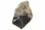 Unworn Juvenile Dinosaur (Triceratops) Tooth - Montana #341139-1